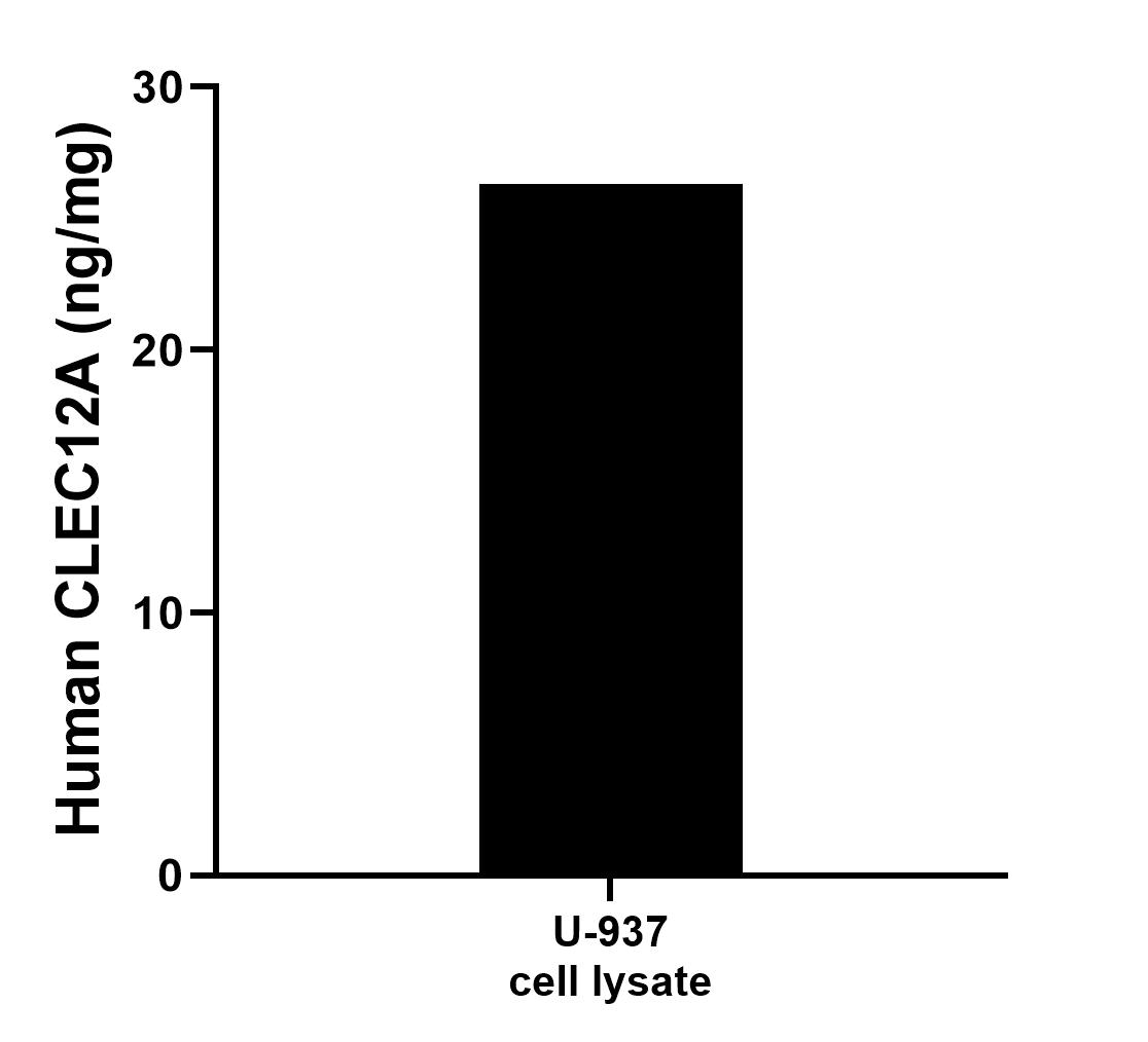 U-937 cell lysate was measured. The human CLEC12A concentration was determined to be 26.30 ng/mg total protein.